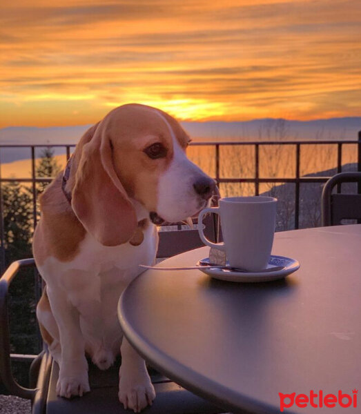 Beagle, Köpek  Leo fotoğrafı