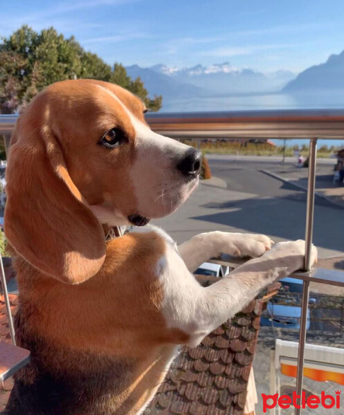 Beagle, Köpek  Leo fotoğrafı