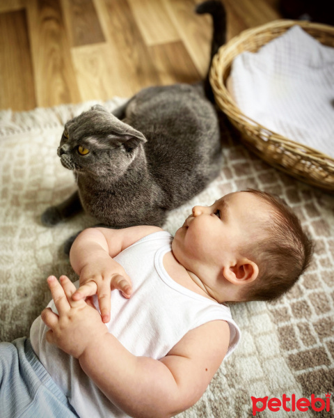 Scottish Fold, Kedi  Hera fotoğrafı