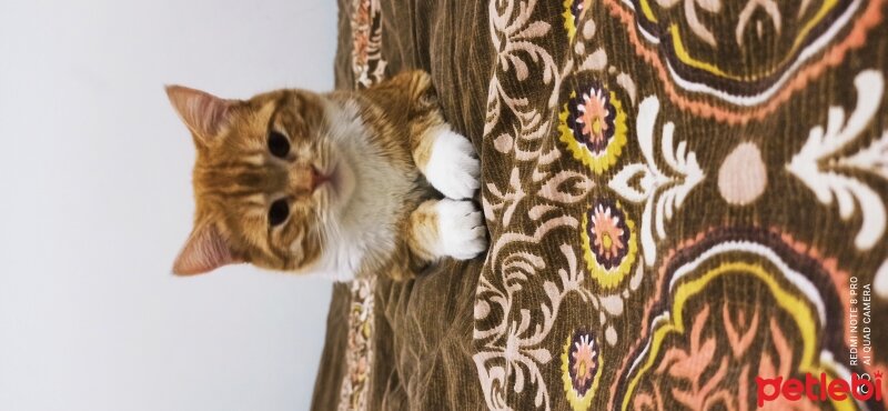 British Shorthair, Kedi  Mahmut fotoğrafı