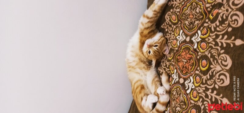 British Shorthair, Kedi  Mahmut fotoğrafı