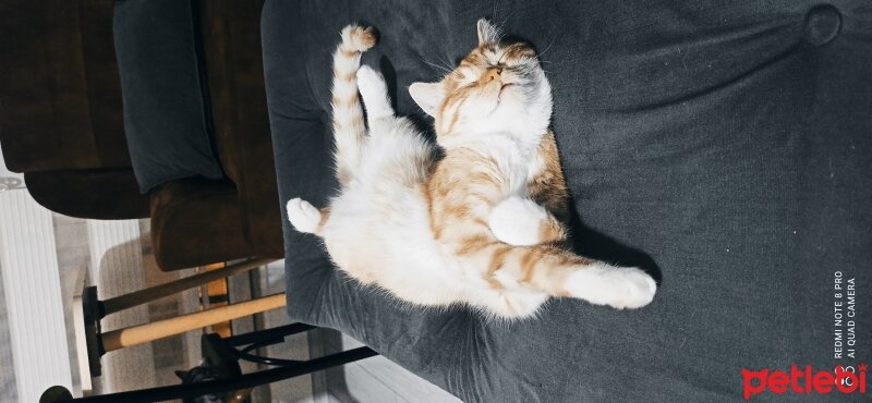 British Shorthair, Kedi  Mahmut fotoğrafı