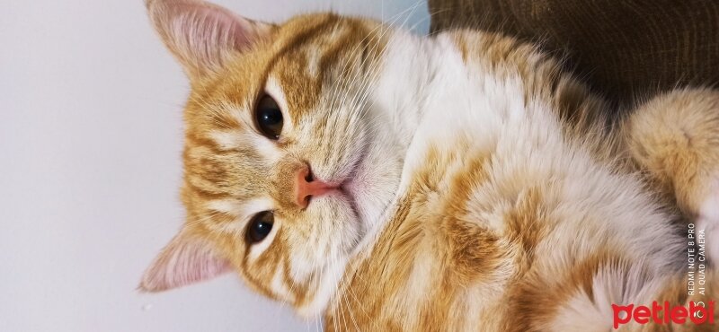 British Shorthair, Kedi  Mahmut fotoğrafı