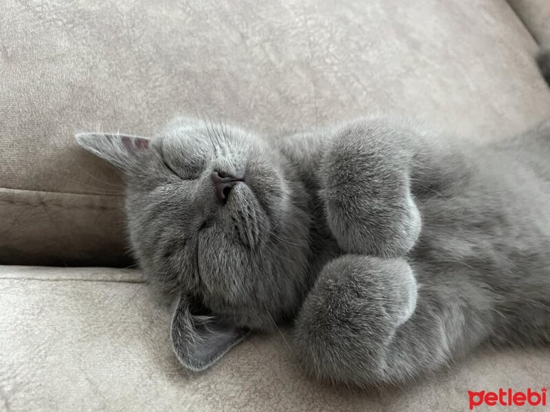 British Shorthair, Kedi  Thor fotoğrafı