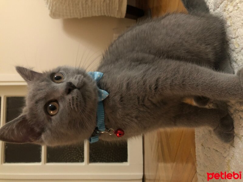 British Shorthair, Kedi  Thor fotoğrafı