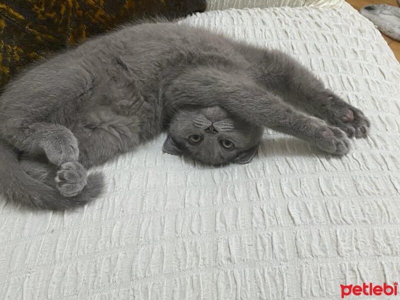 British Shorthair, Kedi  Thor fotoğrafı