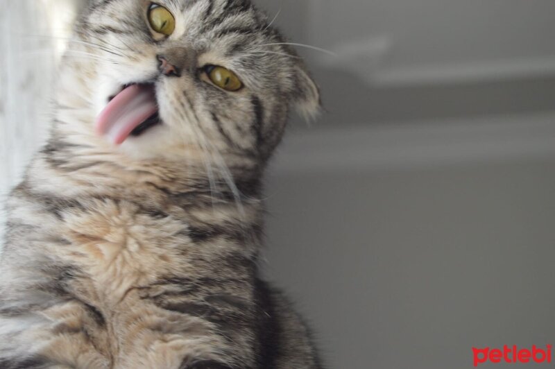 Scottish Fold, Kedi  Maya fotoğrafı