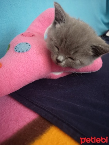 British Shorthair, Kedi  MaYa fotoğrafı