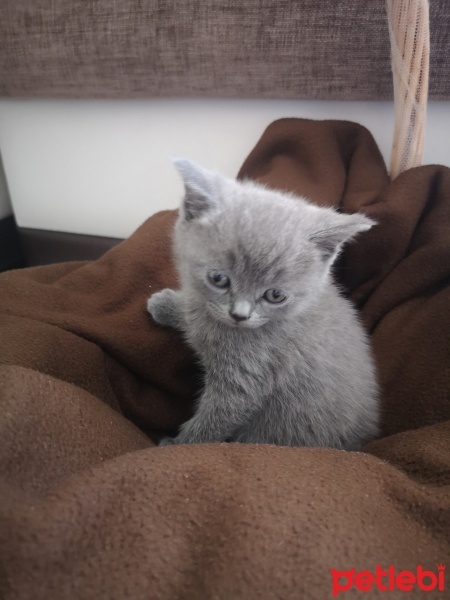 British Shorthair, Kedi  MaYa fotoğrafı
