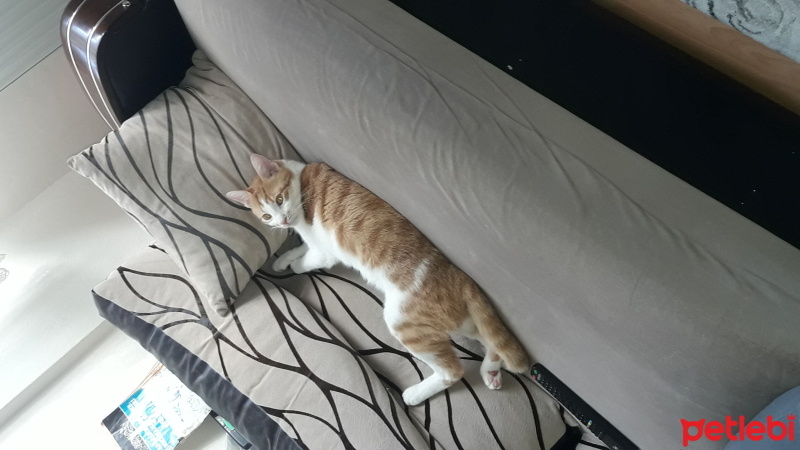 Sarman, Kedi  Tarçın fotoğrafı