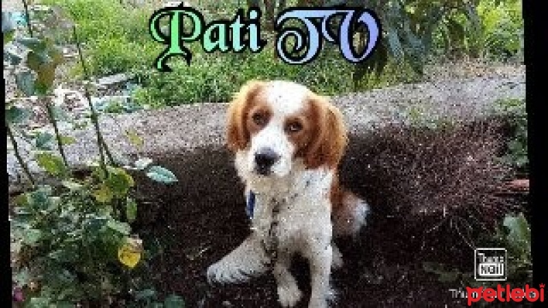 Amerikan Cocker Spaniel, Köpek  Pati fotoğrafı