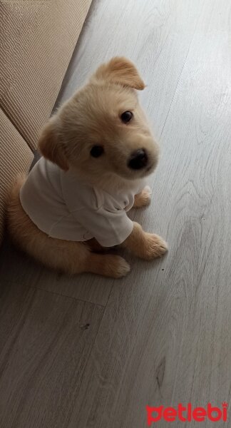 Maltese, Köpek  Chivas fotoğrafı