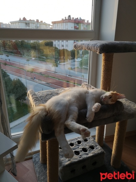 Tekir Kedi, Kedi  Badem fotoğrafı