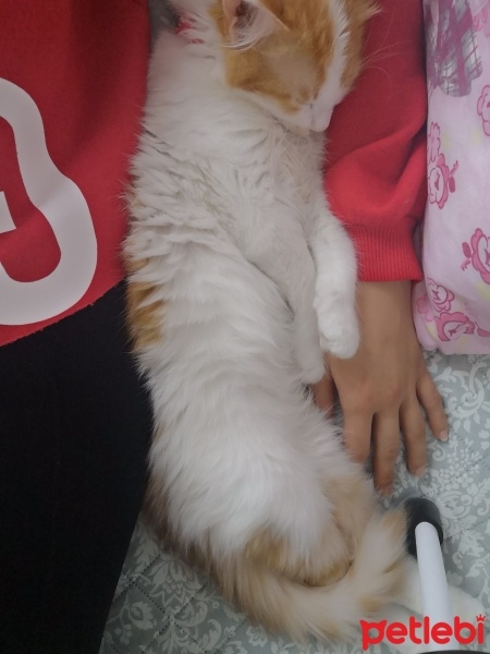 Tekir Kedi, Kedi  Badem fotoğrafı