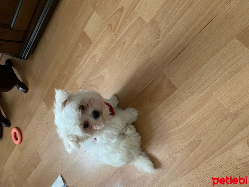 Maltese, Köpek  Bella fotoğrafı
