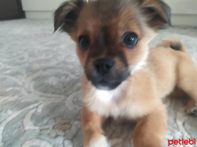 Pekingese, Köpek  Tarçın fotoğrafı