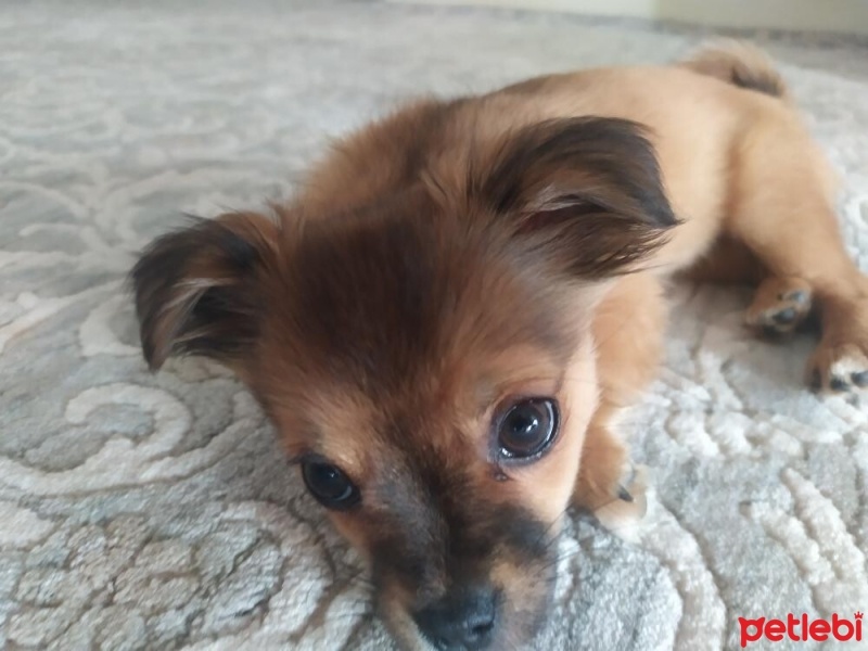 Pekingese, Köpek  Tarçın fotoğrafı