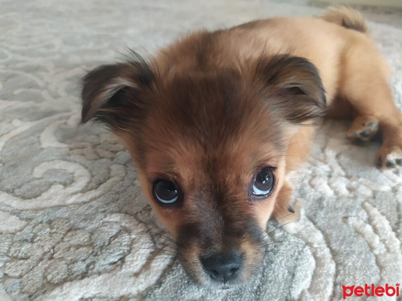 Pekingese, Köpek  Tarçın fotoğrafı