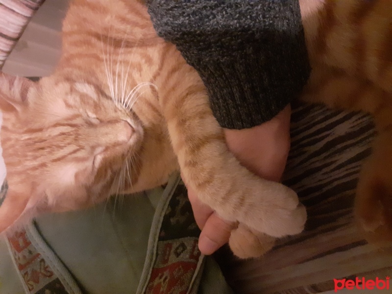 Tekir Kedi, Kedi  Zeze fotoğrafı