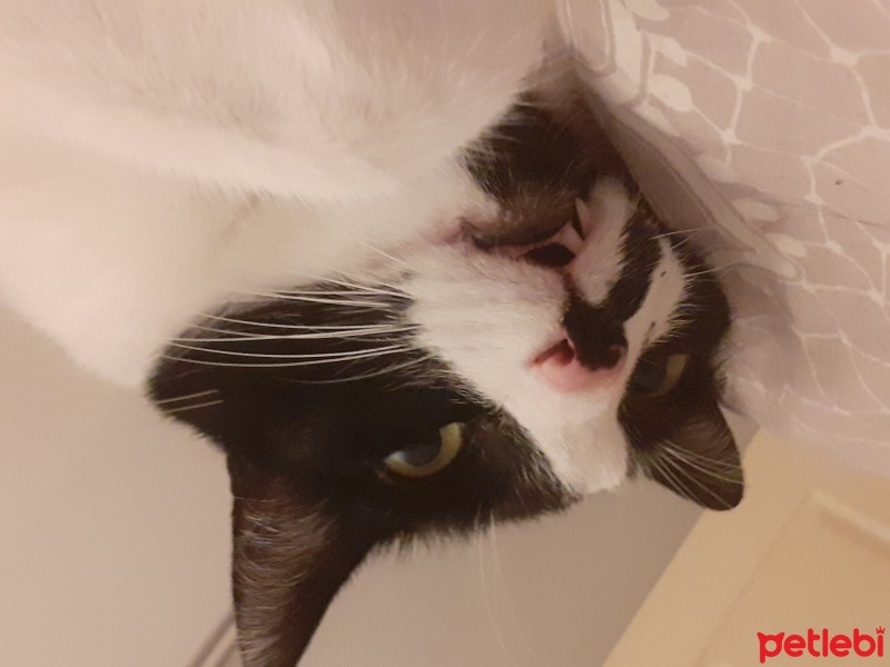 Tekir Kedi, Kedi  Dido fotoğrafı