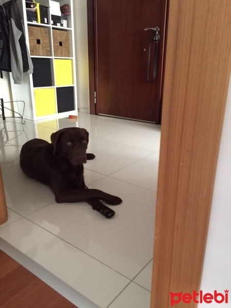Labrador Retriever, Köpek  Efe fotoğrafı