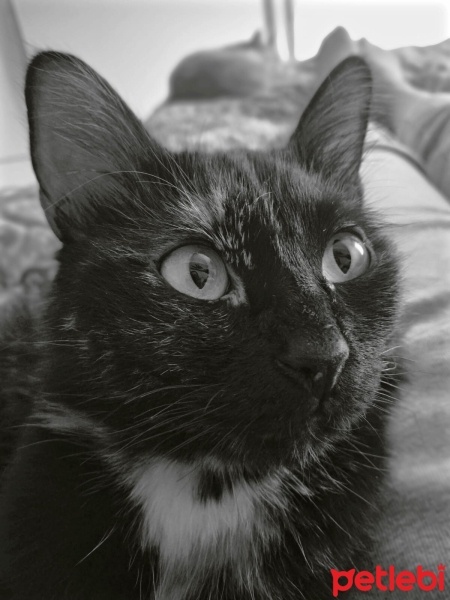 Tekir Kedi, Kedi  Numi fotoğrafı