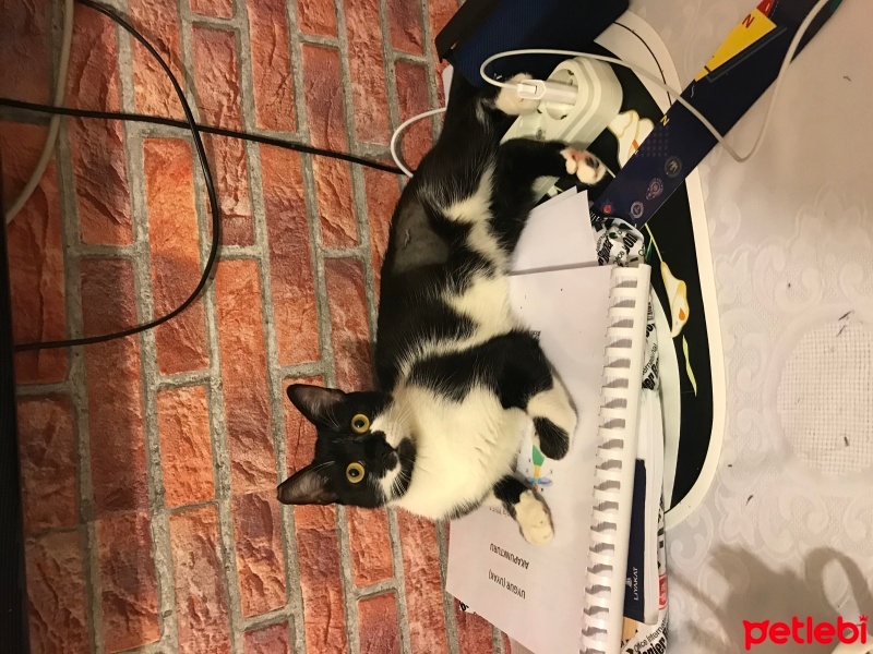 Tekir Kedi, Kedi  Mırmır fotoğrafı