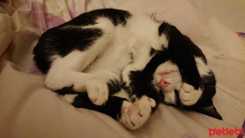 Tuxedo (Smokin) Kedi, Kedi  Surichan fotoğrafı