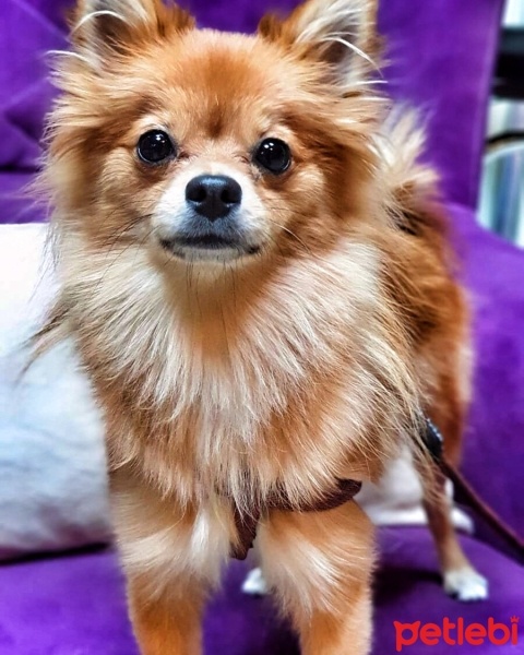 Pomeranyalı, Köpek  Nazlı fotoğrafı