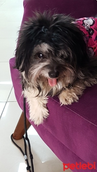 Pomeranyalı, Köpek  Nazlı fotoğrafı