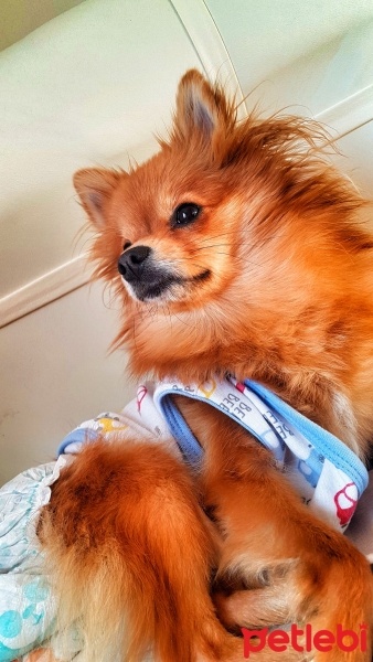 Pomeranyalı, Köpek  Nazlı fotoğrafı