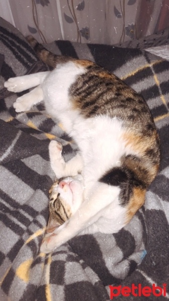 Tekir Kedi, Kedi  Bihter fotoğrafı