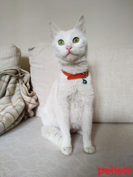 Tekir Kedi, Kedi  Dobby fotoğrafı