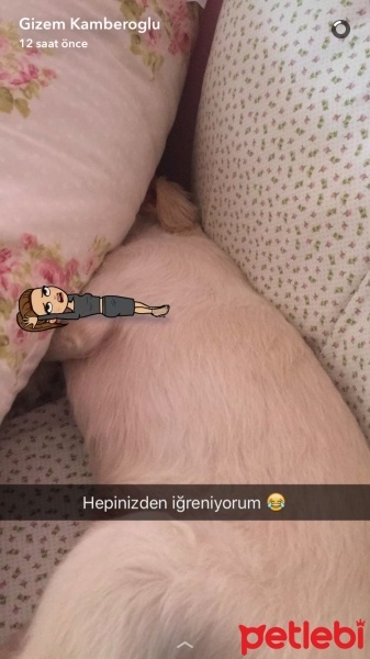 Maltese, Köpek  Kavun fotoğrafı