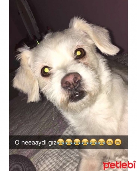 Maltese, Köpek  Kavun fotoğrafı