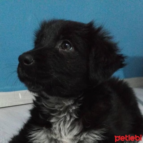 Labrador Retriever, Köpek  Alice fotoğrafı