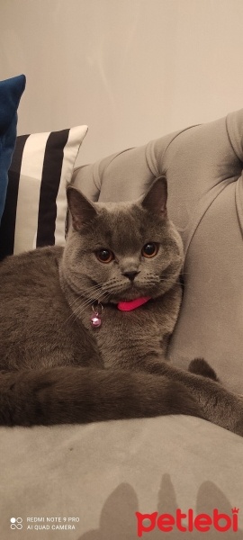 British Shorthair, Kedi  Mia fotoğrafı