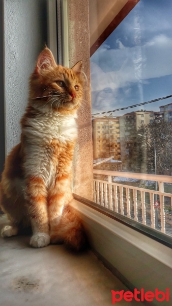 Tekir Kedi, Kedi  Pamuk fotoğrafı