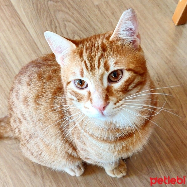 Sarman, Kedi  Bal fotoğrafı