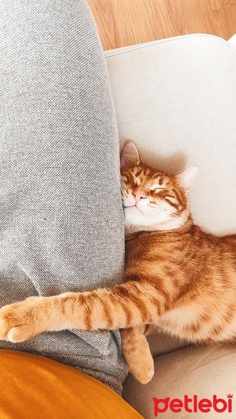 Sarman, Kedi  Bal fotoğrafı