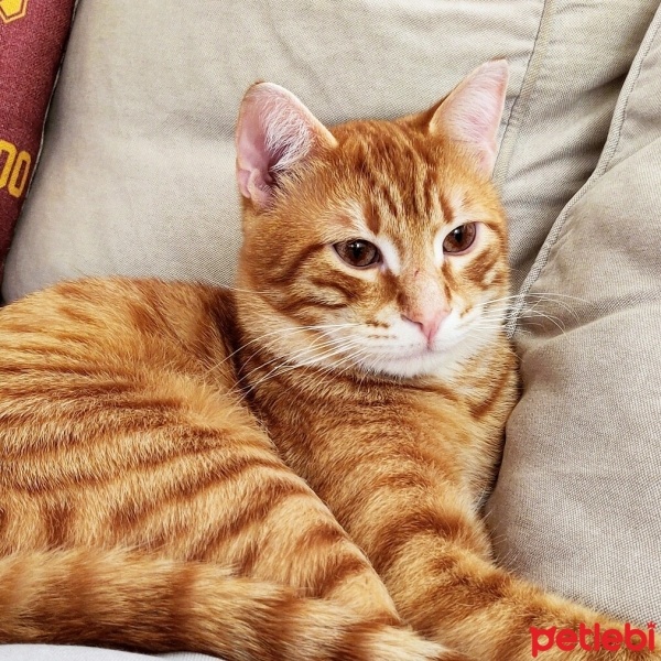 Sarman, Kedi  Bal fotoğrafı