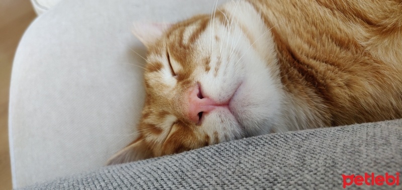 Sarman, Kedi  Bal fotoğrafı