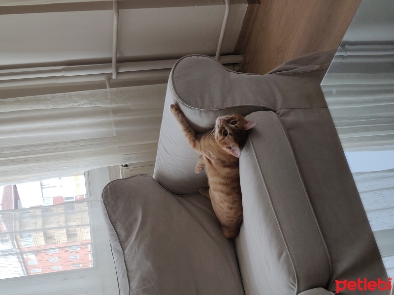 Sarman, Kedi  Bal fotoğrafı