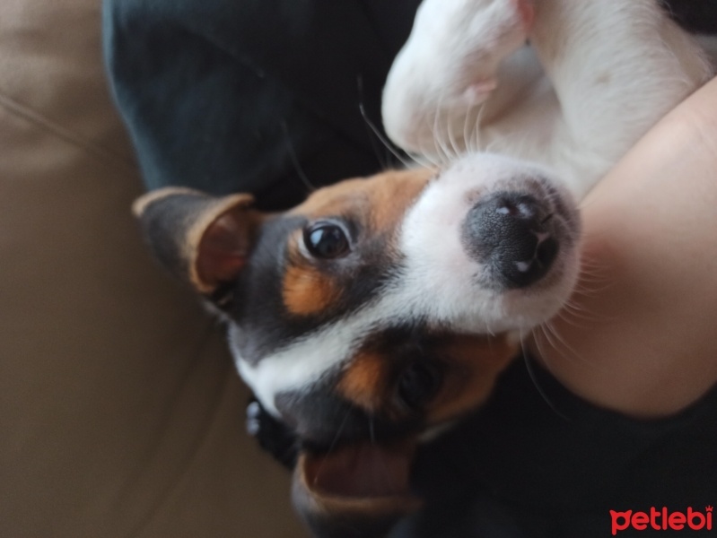 Jack Russell Terrier, Köpek  Sirius fotoğrafı