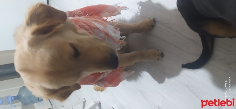 Golden Retriever, Köpek  Goldie fotoğrafı