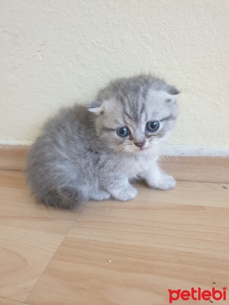 Scottish Fold, Kedi  Scotish fold fotoğrafı