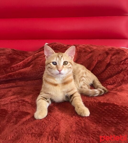 Sarman, Kedi  Hanım fotoğrafı