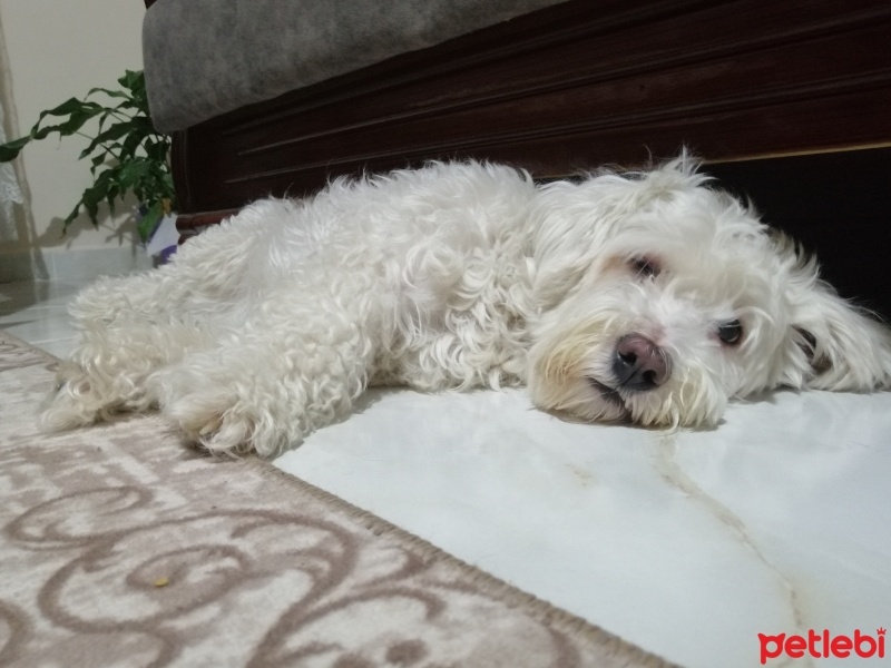 Maltese, Köpek  MİŞEL fotoğrafı