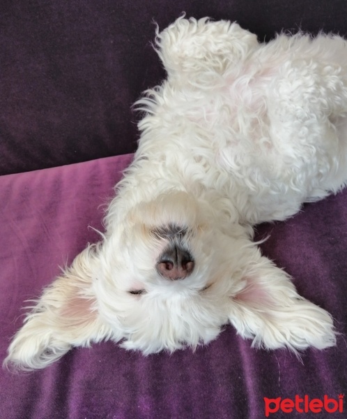 Maltese, Köpek  MİŞEL fotoğrafı
