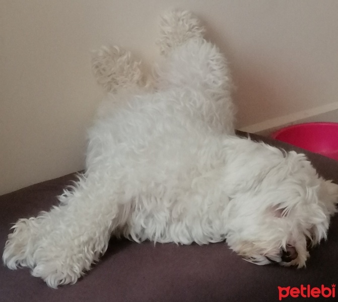 Maltese, Köpek  MİŞEL fotoğrafı